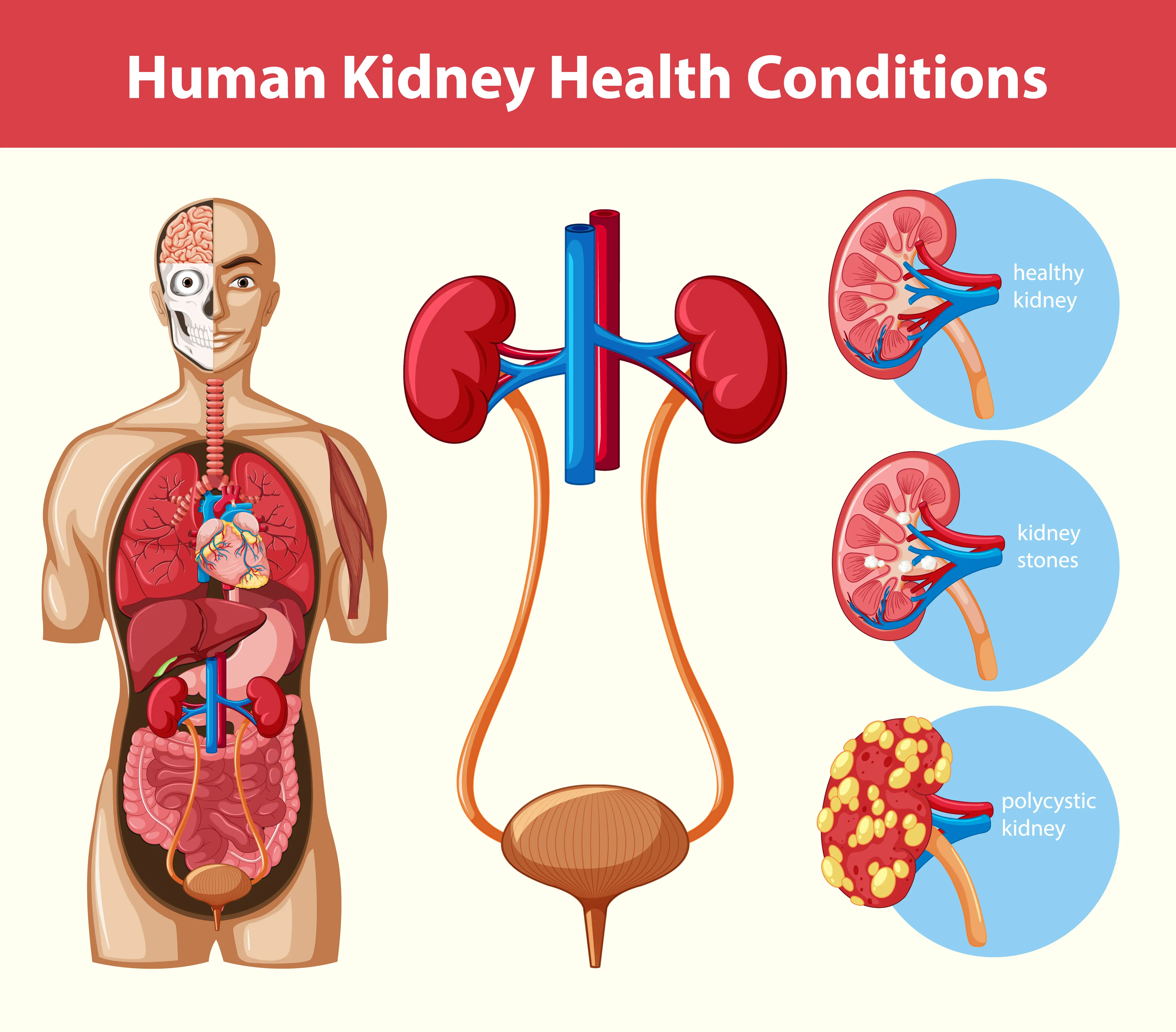 Are You Taking Good Care of Your Kidneys? 10 Habits to Ensure Kidney Health