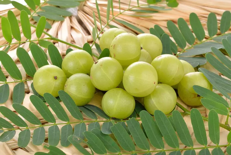 All About Amla Season: The Wonderful and Important Things to Know