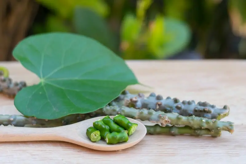 Exploring Giloy: The Immunity-Boosting Wonder