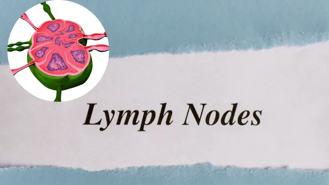 What to know about Swollen Lymph Nodes: Symptoms and Treatment