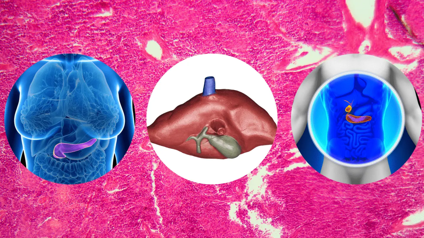 Can Damage To The Pancreas Be Reversed?
