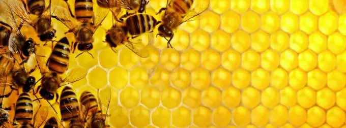 Honeybee venom reduced metastases of breast cancer to the lung