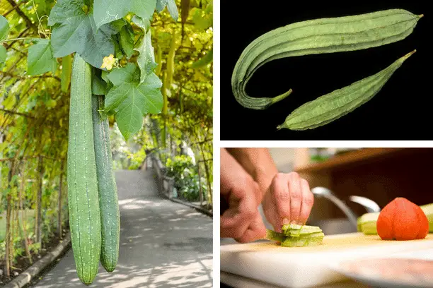 The Health Benefits Of Sponge Gourd: A Comprehensive Guide
