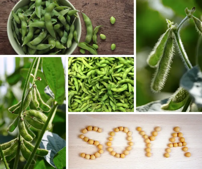 Health Benefits of Soyabean : Its Use and Side Effects