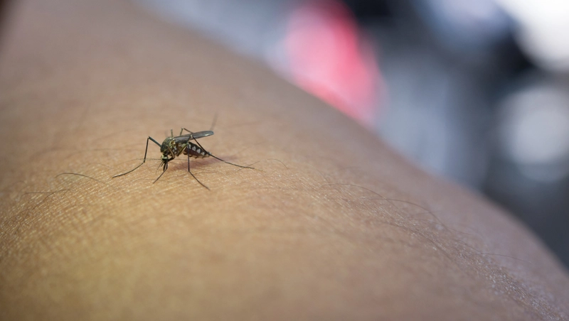 Mosquito-Borne Diseases to Watch Out for in 2025