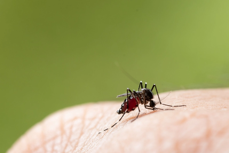 Dengue Fever Symptoms in Early Monsoon: What You Should Know