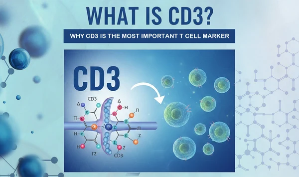 T-CELL (CD3) ANALYSIS